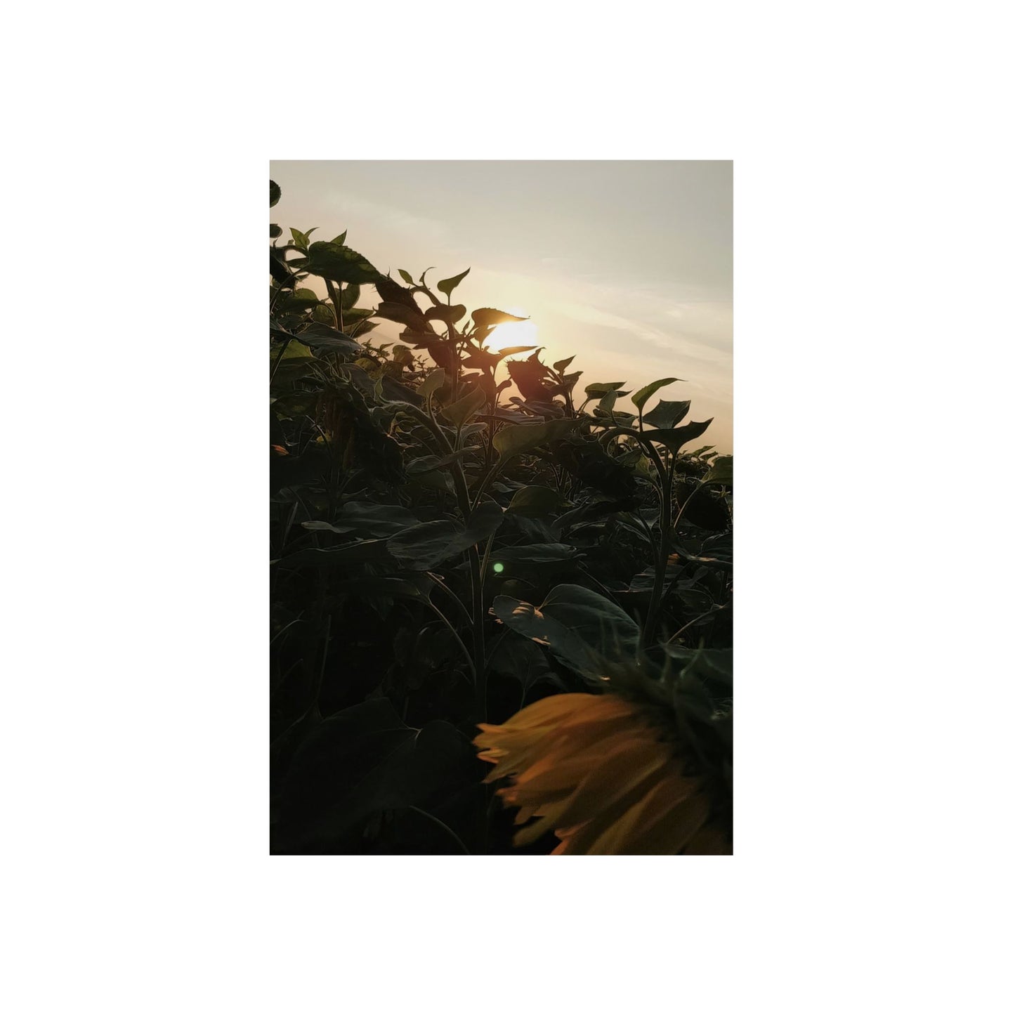 Metall Poster 'Sonnenblumen und Sonnenuntergang'
